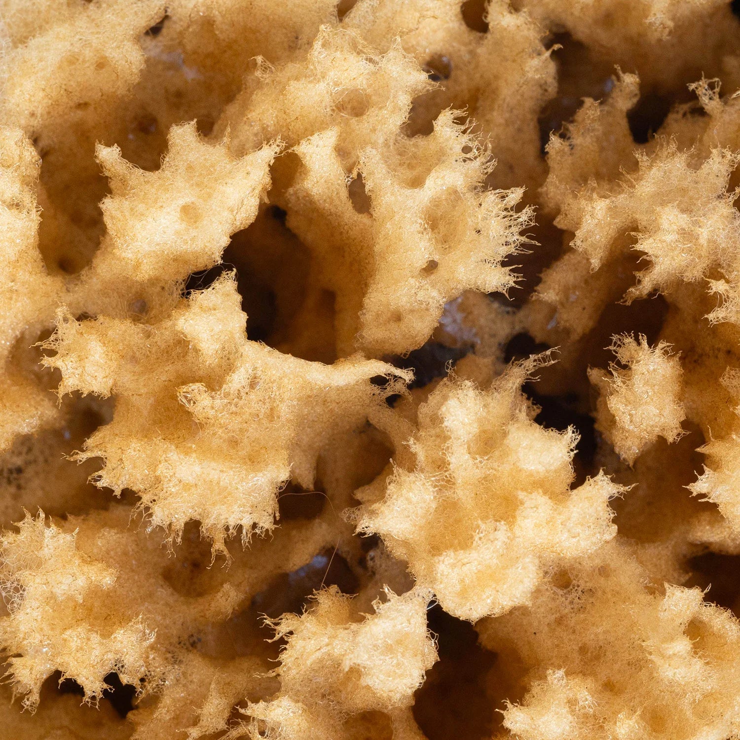 WILDCRAFT Body Sea Sponge